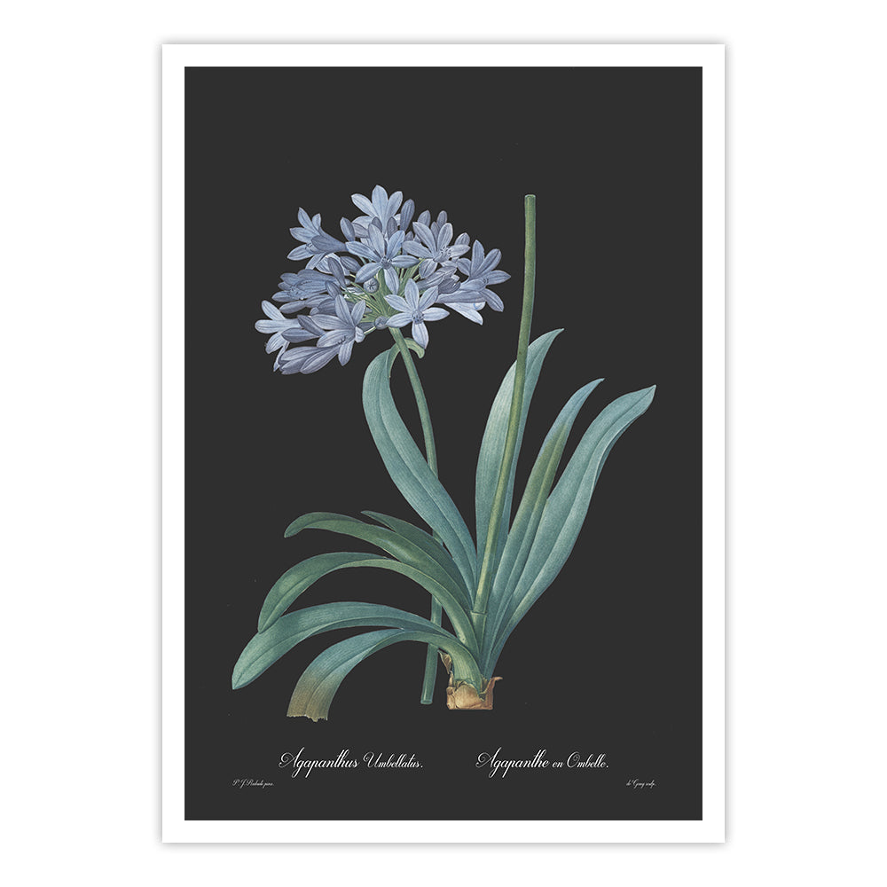 SALE - Agapanthus umbellatus - Dark