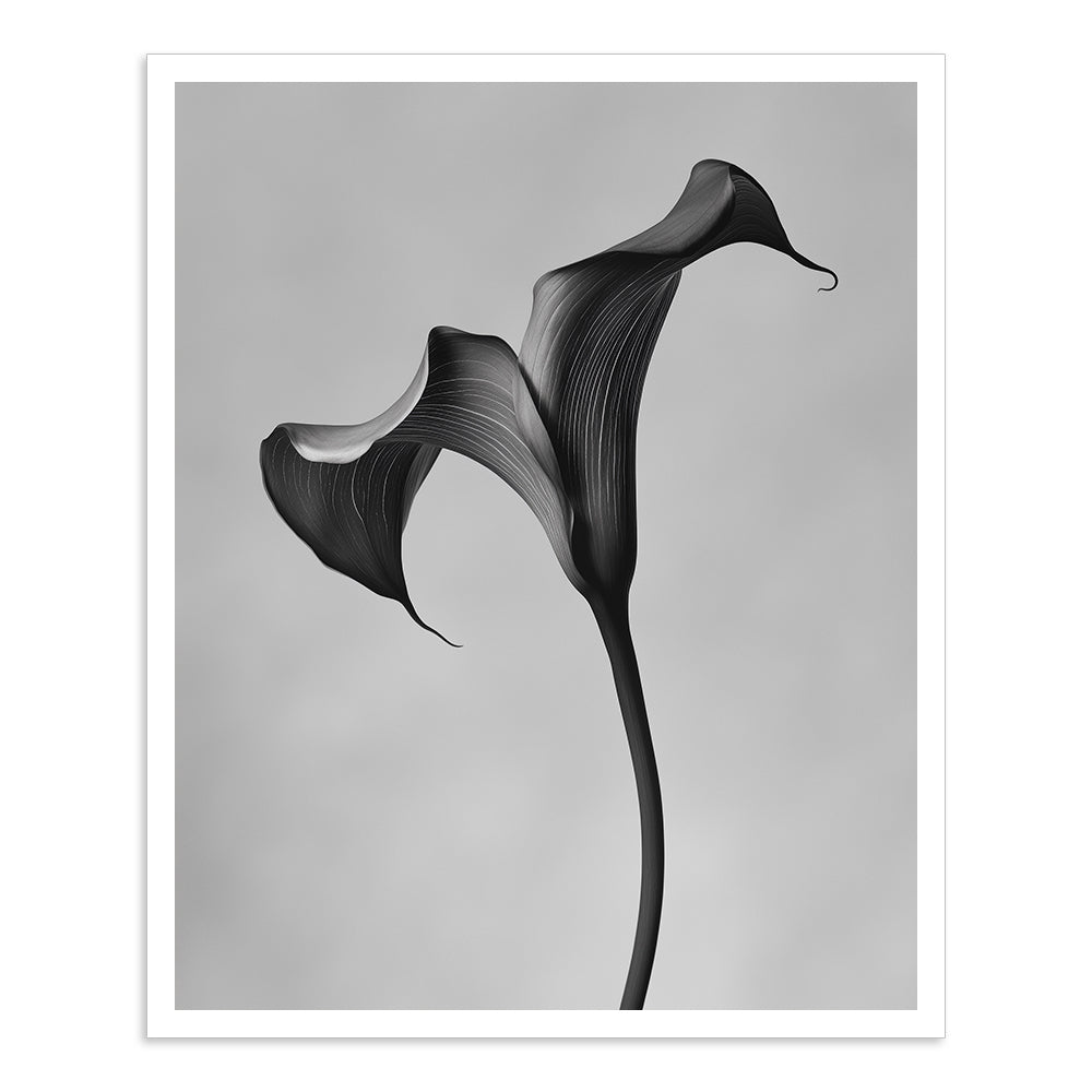 Black Calla - I