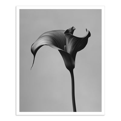 Black Calla - II