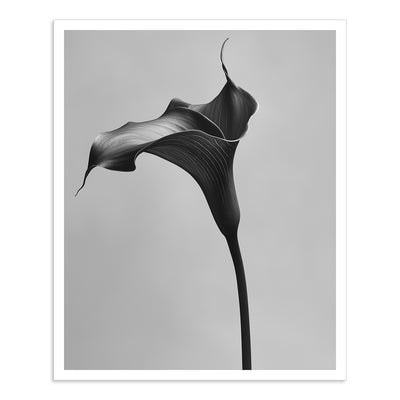 Black Calla - III