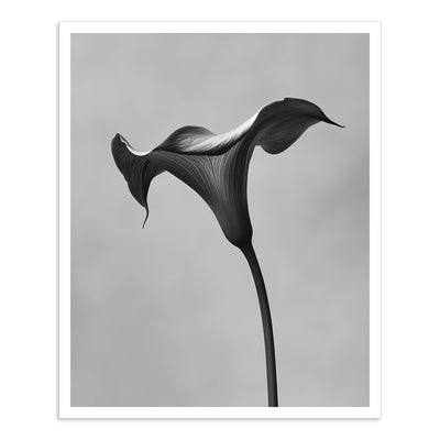 Black Calla - IV