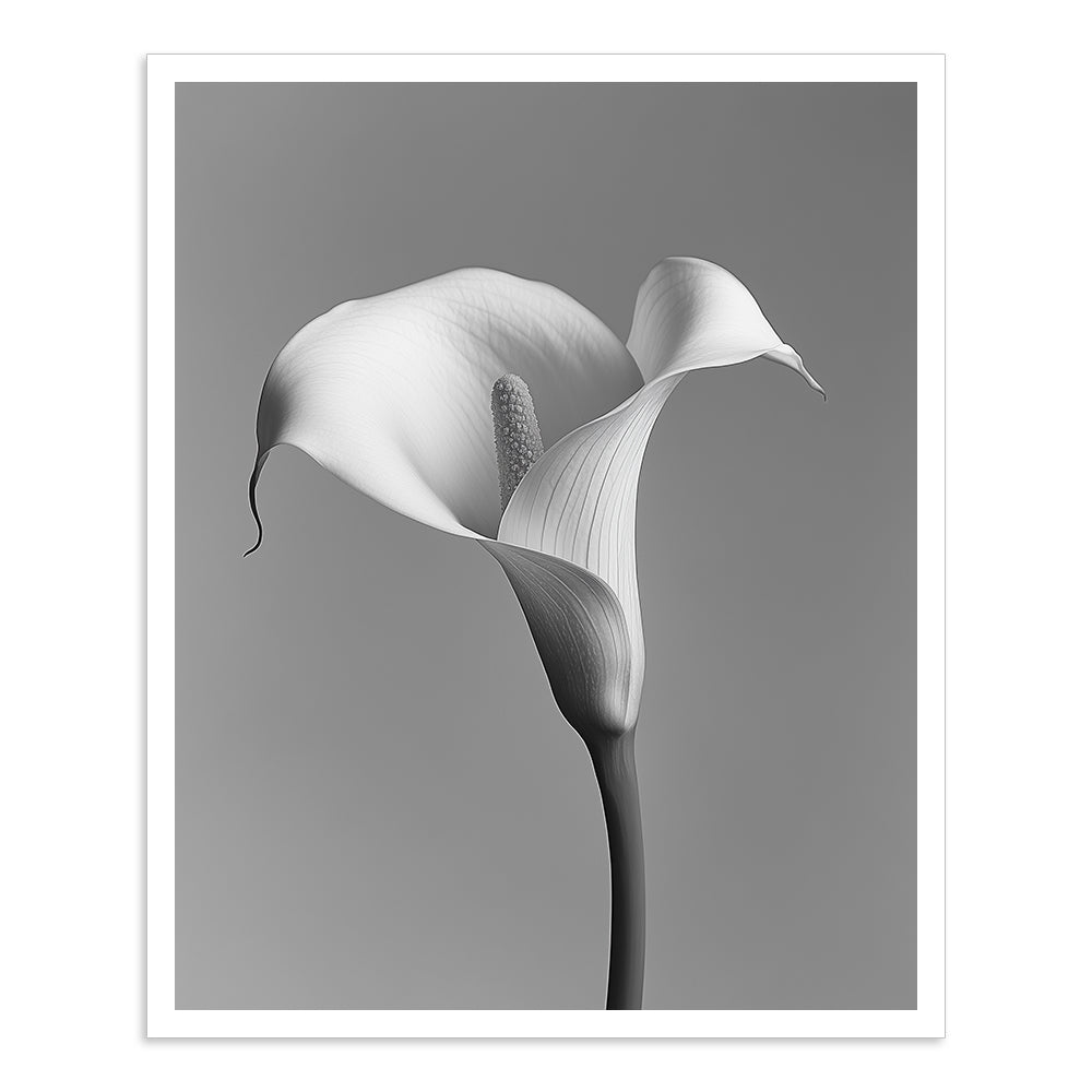 Calla - I