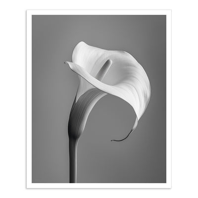 Calla - II