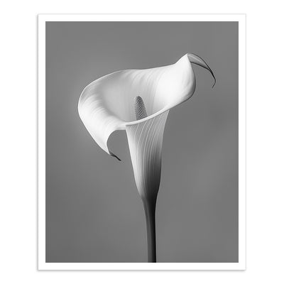 Calla - III