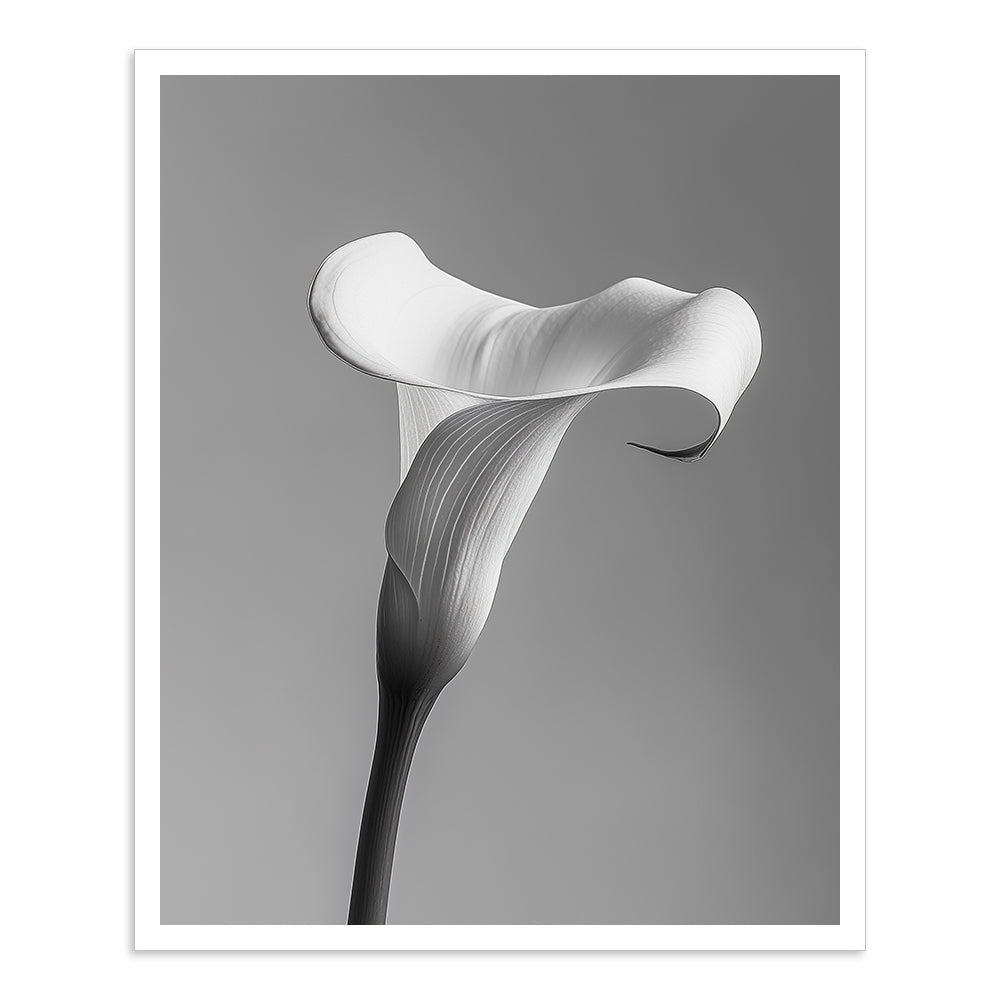 Calla - IV