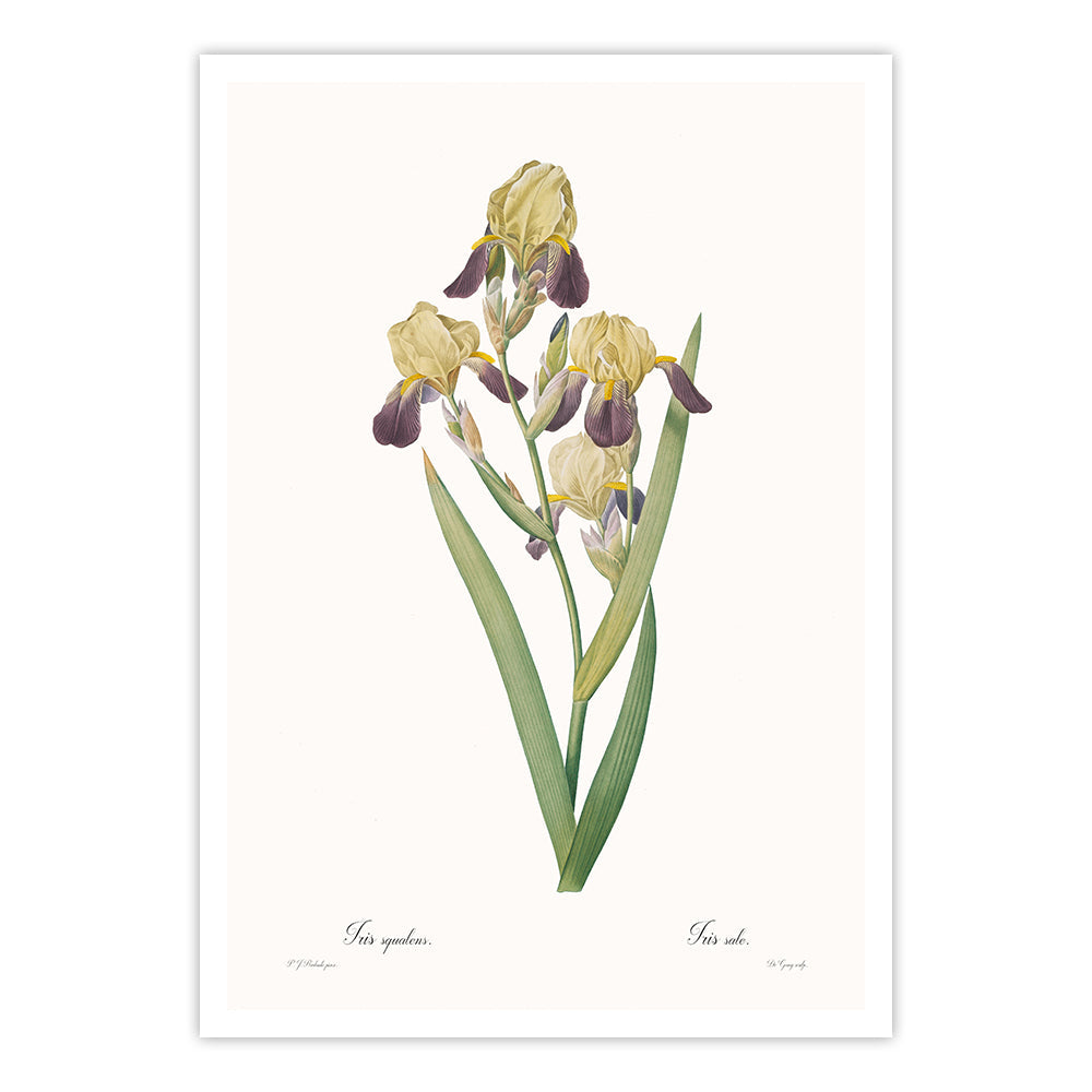 SALE - Iris squalens