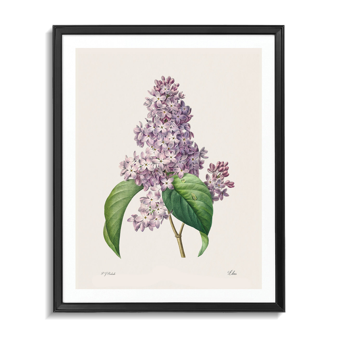 Lilas