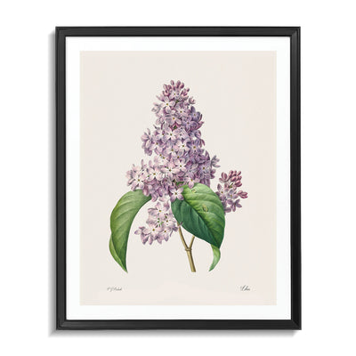 Lilas