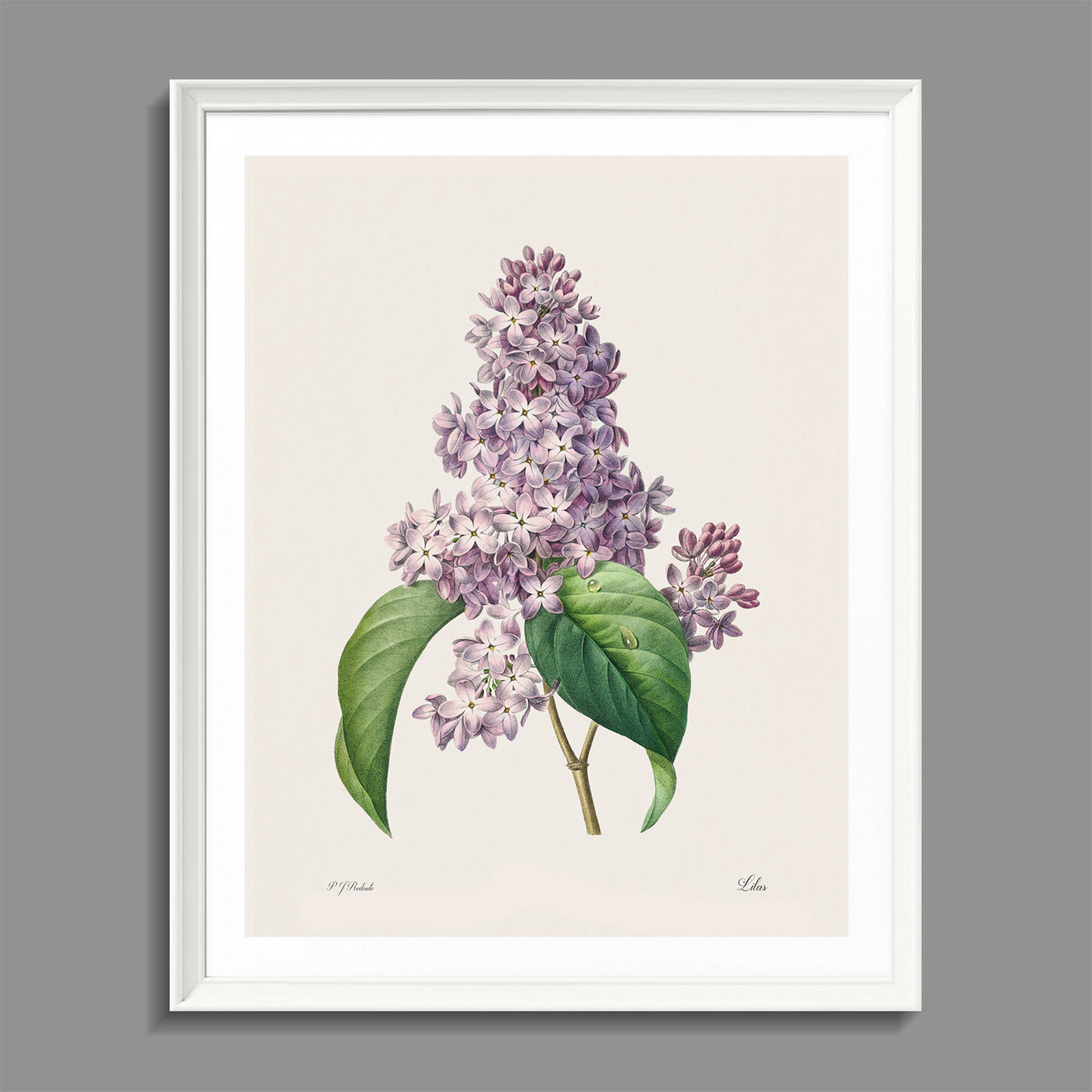 Lilas