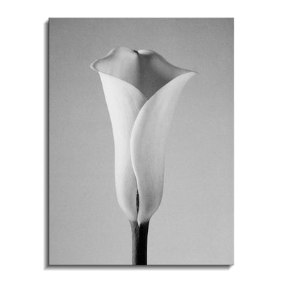 Calla No. 1